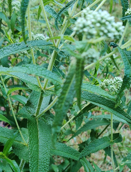 Boneset Eupatoreum perfo.JPG